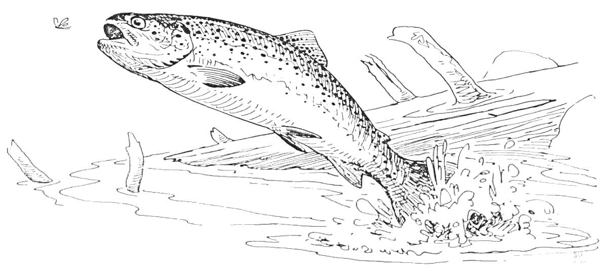 Раскраска Форель, выскакивающая из воды с ветками деревьев на заднем плане