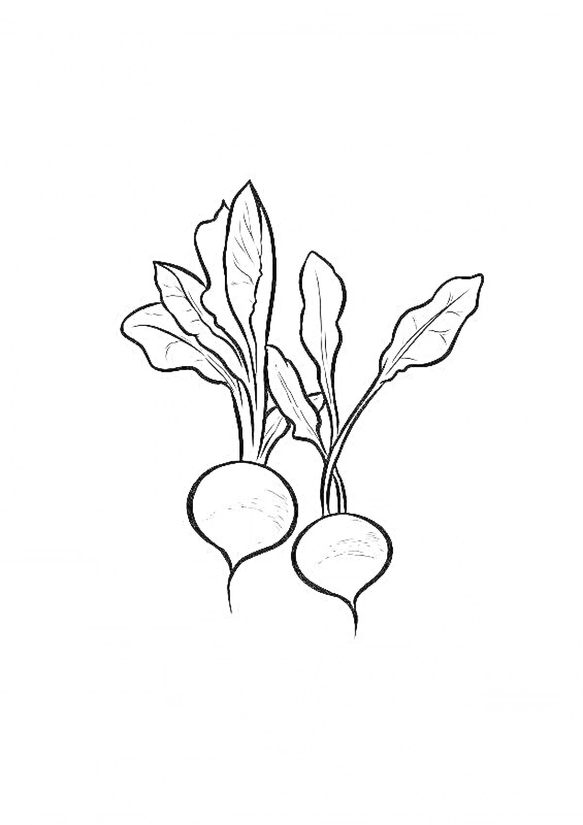 Раскраска Две редиски с листьями