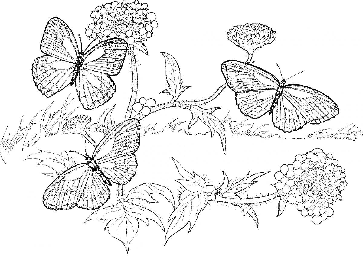 Раскраска Три бабочки на цветах и листьях