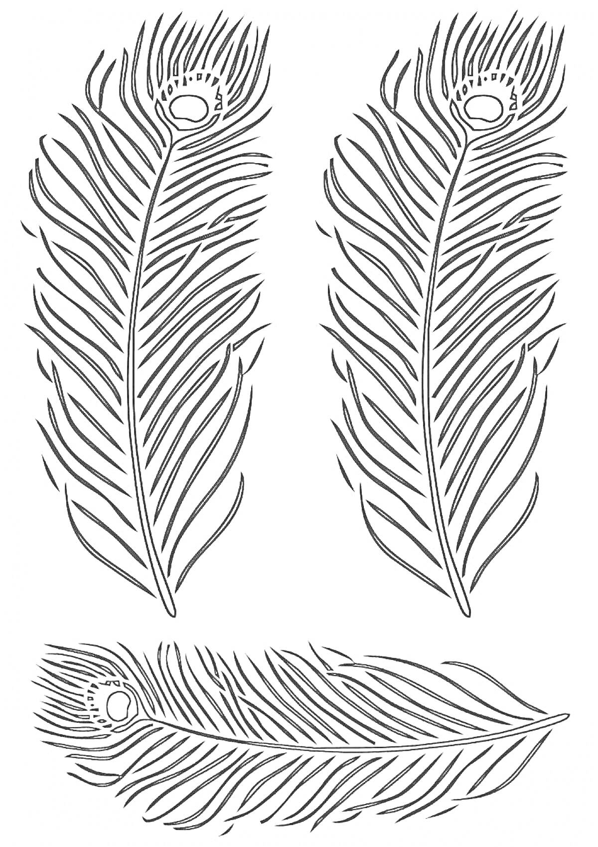 Раскраска Три павлиньих пера, два вертикальных и одно горизонтальное