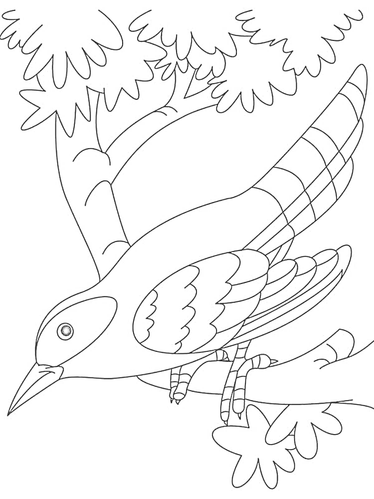 На раскраске изображено: Кукушка, Птица, Ветка, Природа, Клюв, Хвост, Для детей, Крылья, Деревья, Контурные рисунки