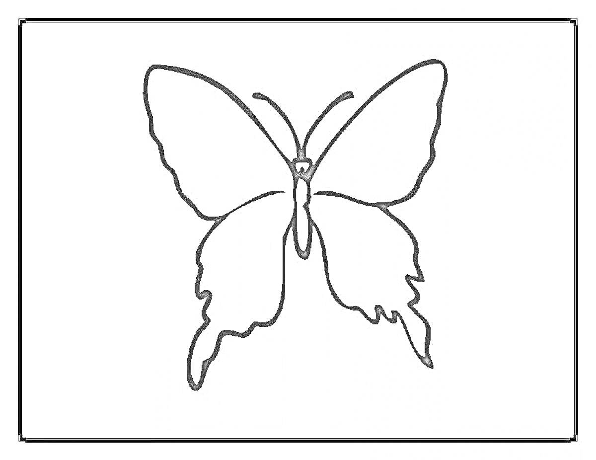 Раскраска бабочка, маленькая бабочка с развёрнутыми крыльями, контурное изображение