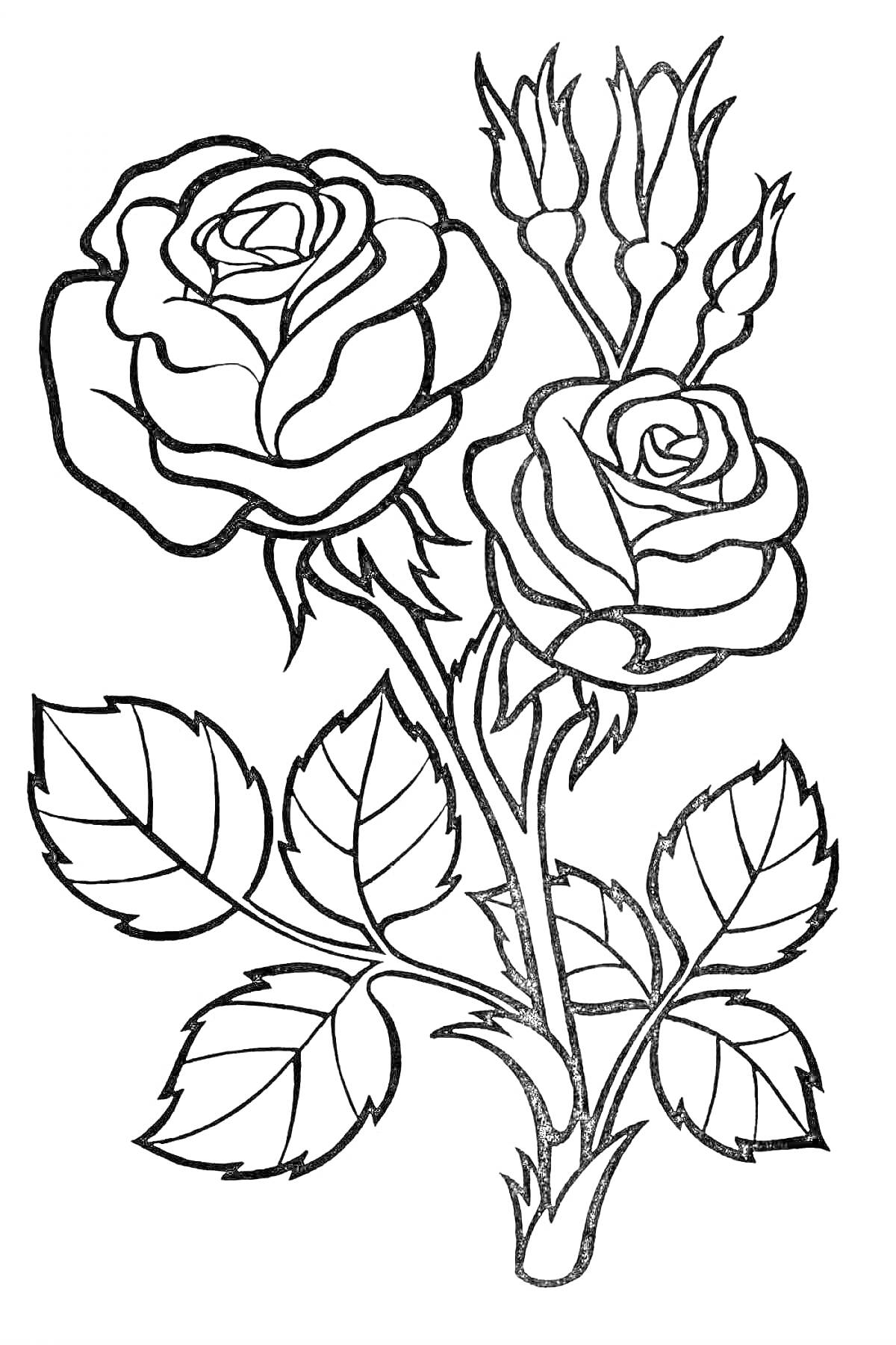 Раскраска Две розы с бутонами и листьями