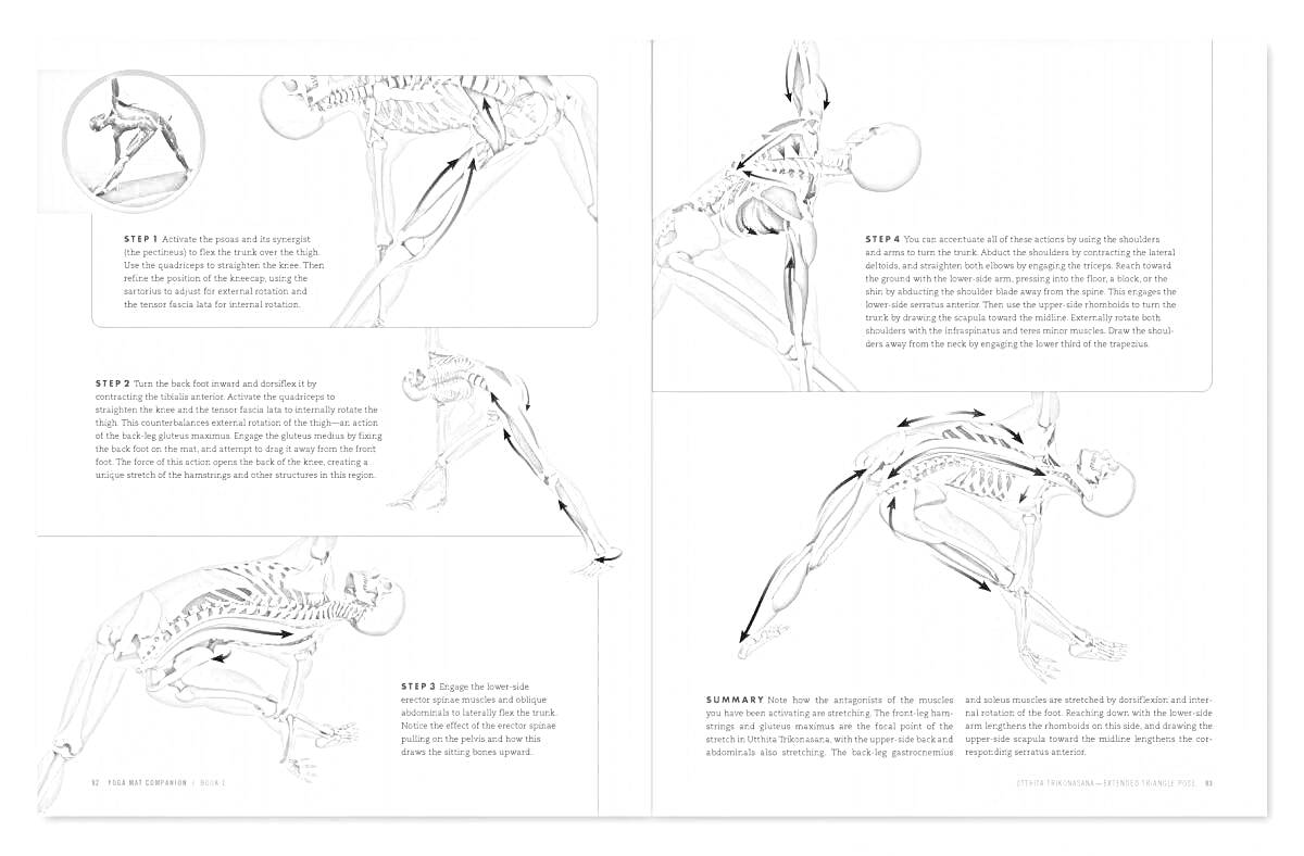 Раскраска Анатомия йоги атлас - изображение позы йоги с анатомическим разрезом, включающим мышцы и скелет, с пояснительным текстом.