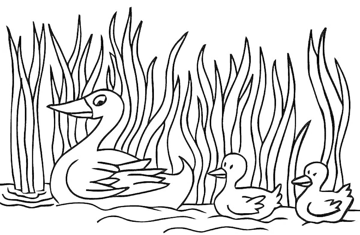 Раскраска утка с двумя утятами на пруду среди камышей