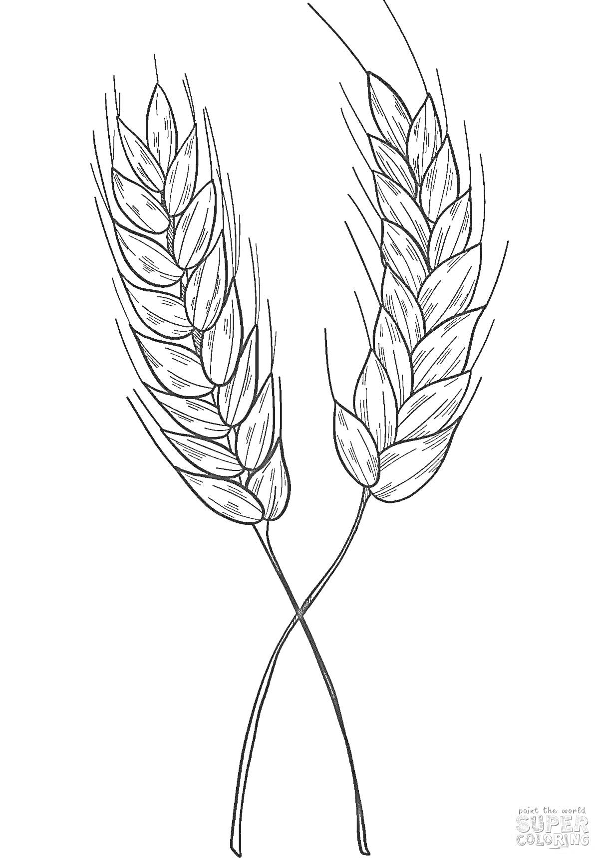 Раскраска Два колоса пшеницы с пересекающимися стеблями