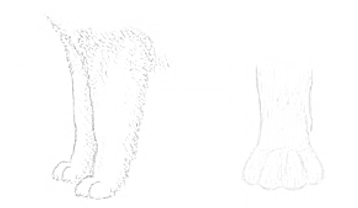 Раскраска Лапы животного - задние лапы и передняя лапа с пальцами