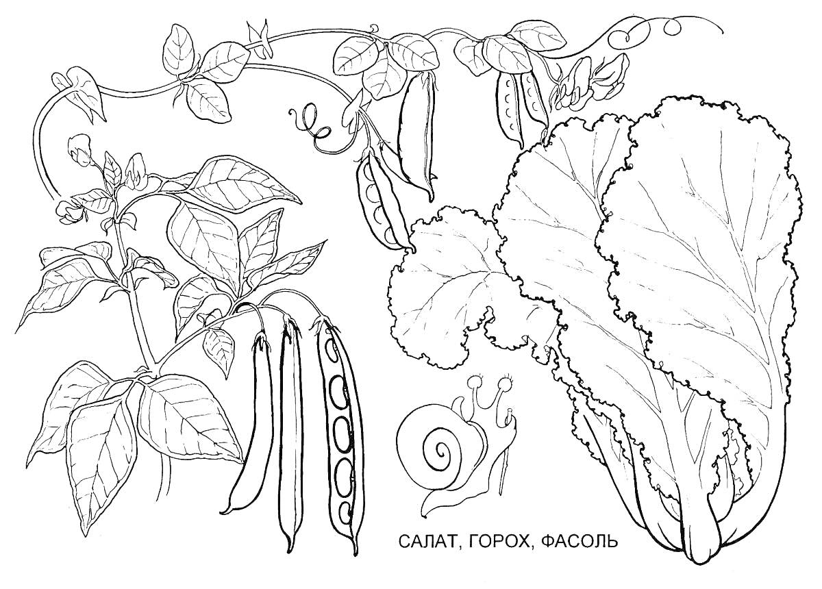 На раскраске изображено: Салат, Горох, Фасоль, Растения, Улитка, Овощи, Органика, Природа, Ботаника