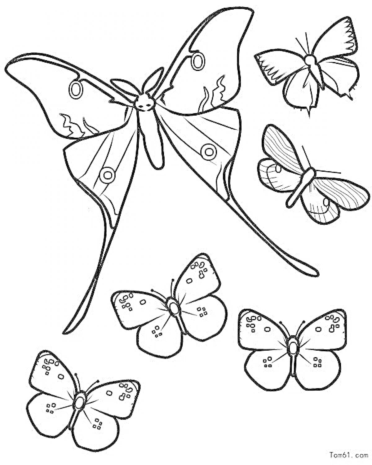 Раскраска Большая и маленькие бабочки с узорами