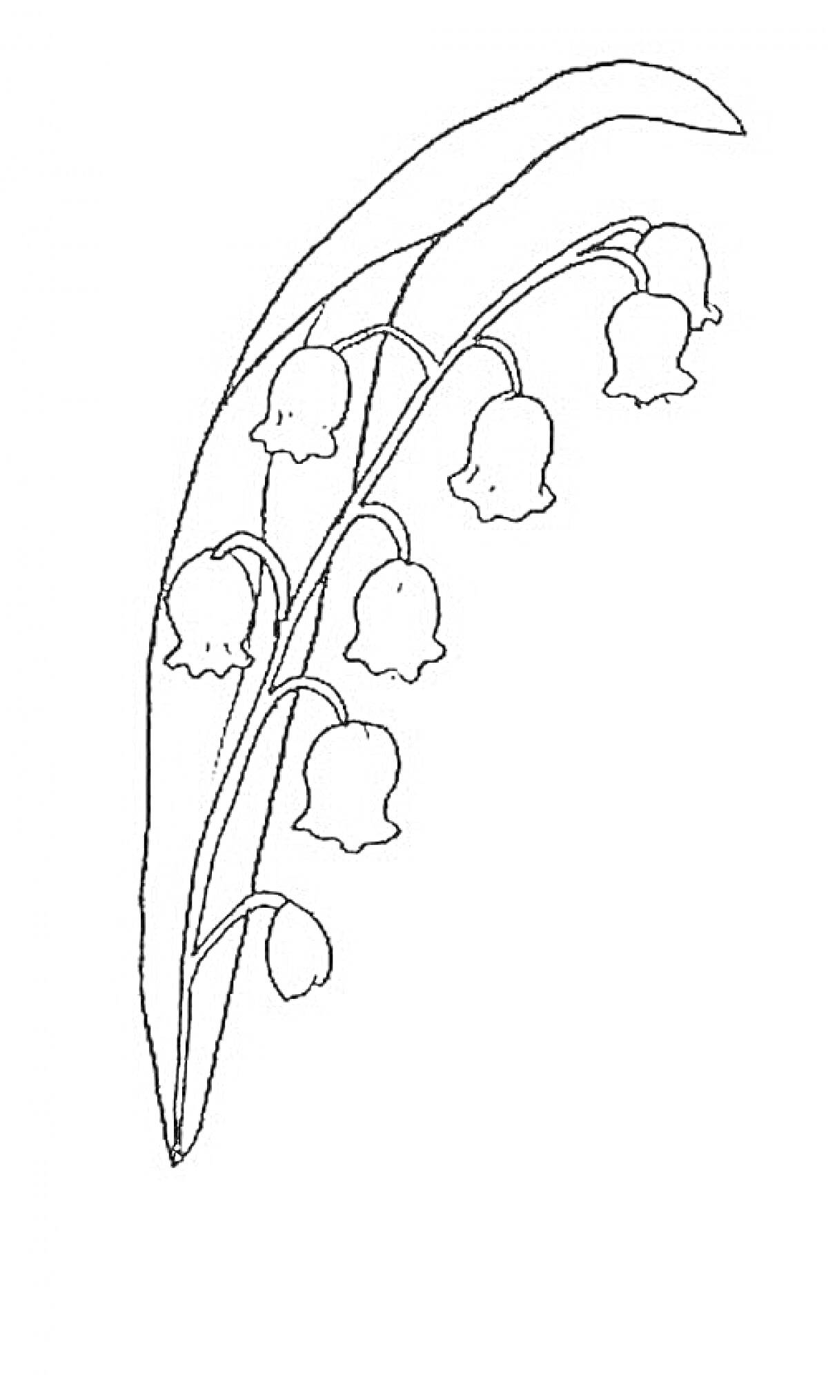 Раскраска Ландыш майский с цветками и листьями