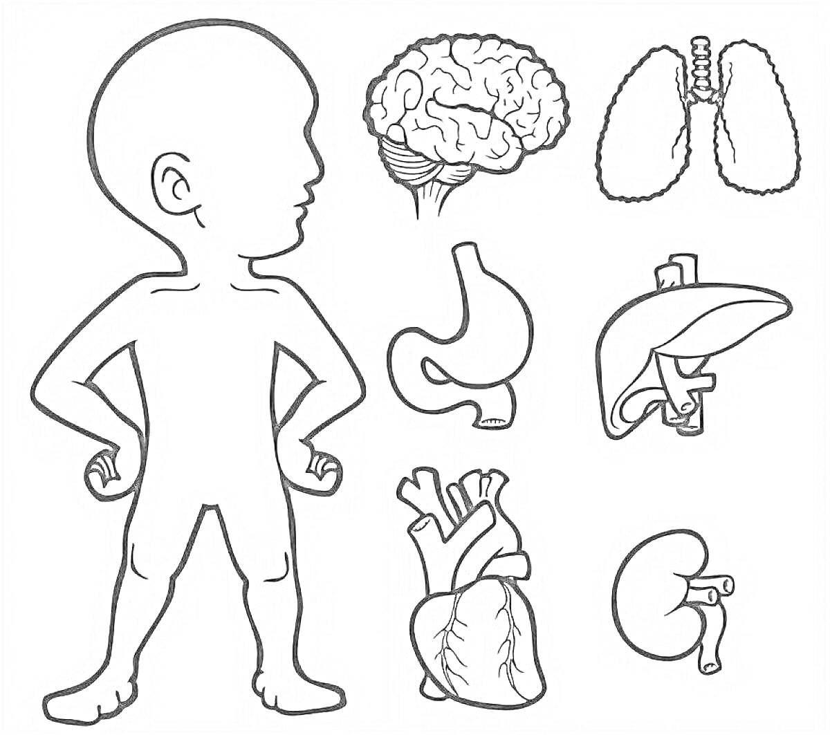 На раскраске изображено: Тело человека, Внутренние органы, Мозг, Легкие, Желудок, Печень, Почки, Анатомия, Сердца