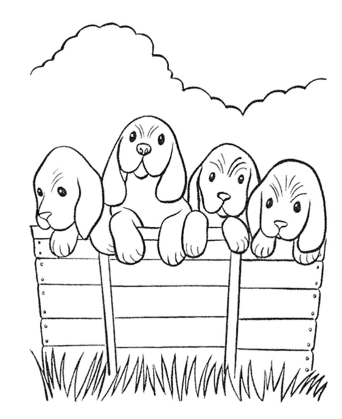 четыре щенка в заборчике на фоне облаков