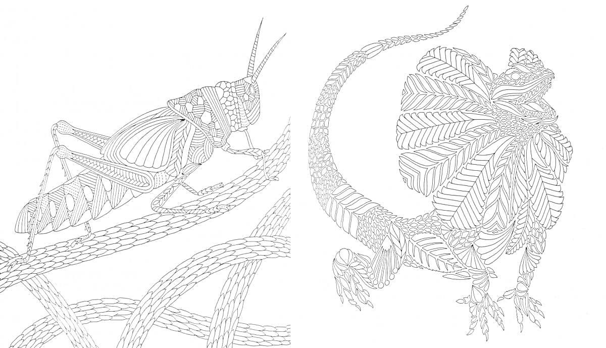 Раскраска Антистресс Раскраска - Кузнечик на ветке и Ящерица с капюшоном