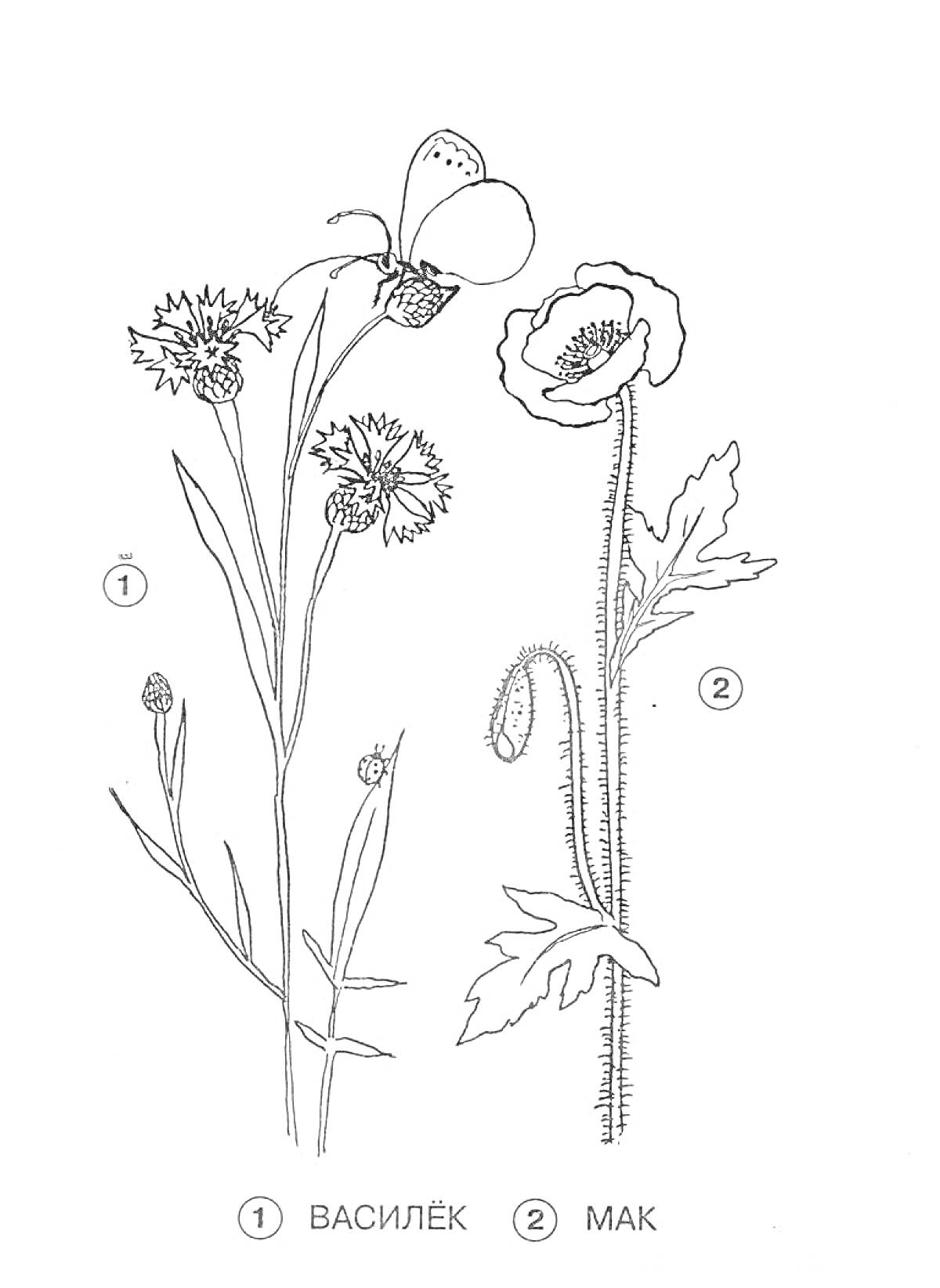 На раскраске изображено: Цветы, Луг, Василек, Мак, Бабочка, Ботаника, Природа