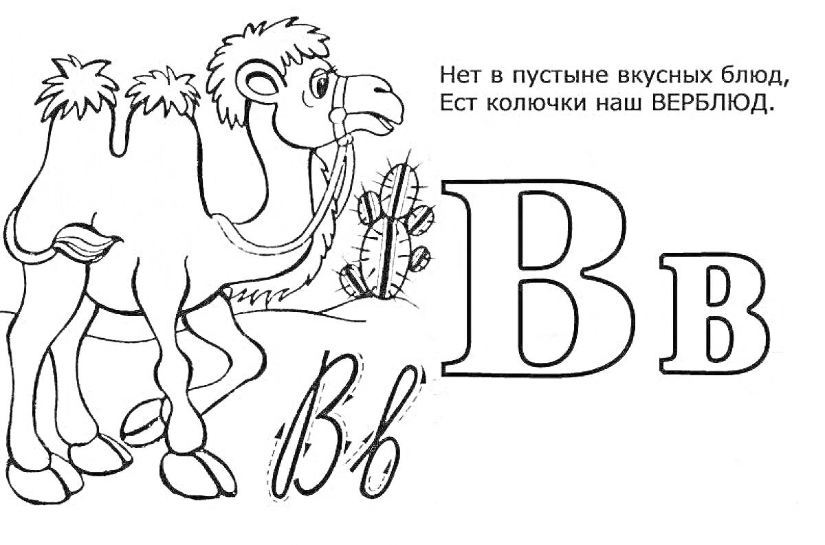 Раскраска Верблюд, буква В, как прописная, так и заглавная, стих о верблюде.