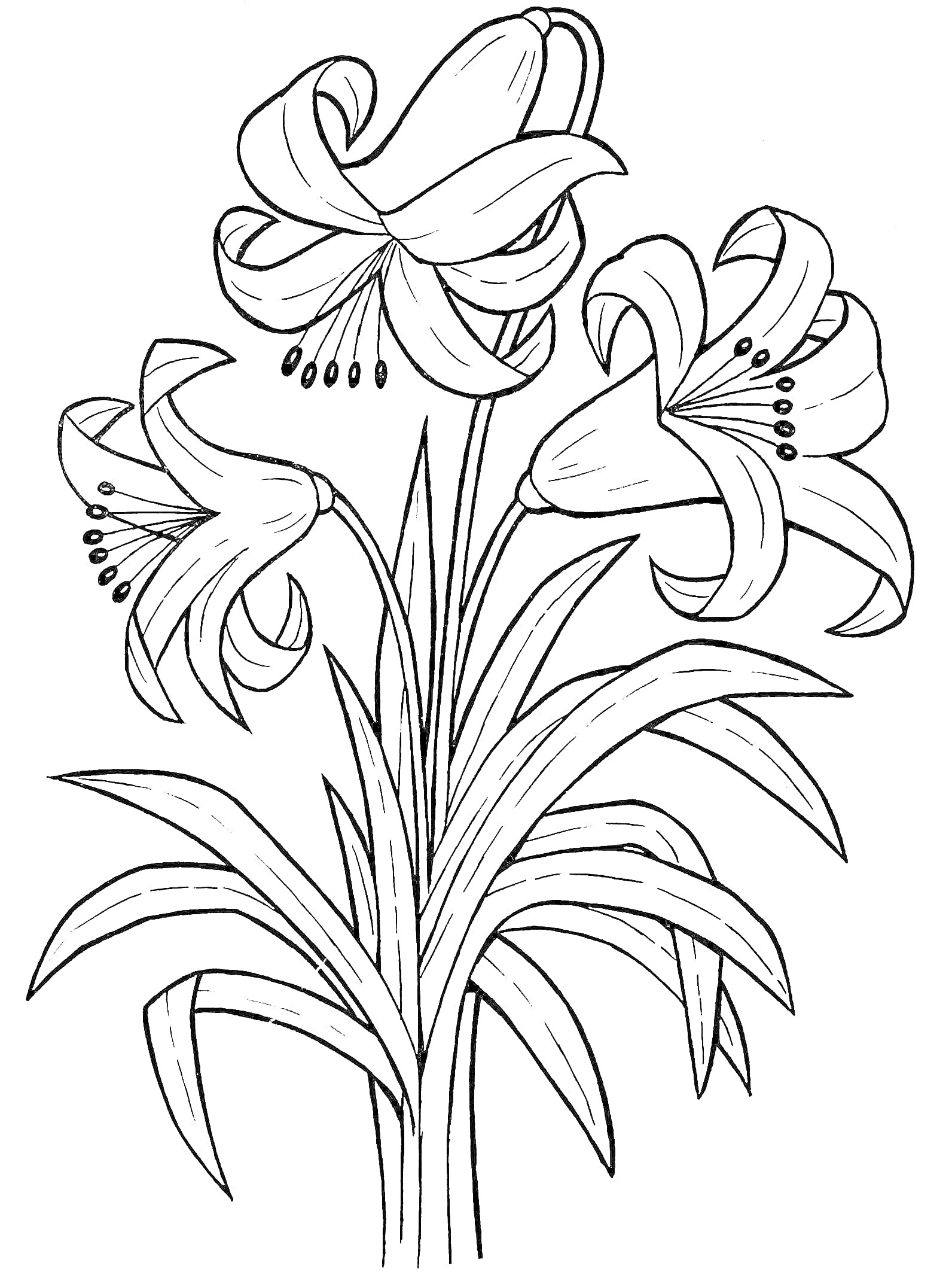 На раскраске изображено: Лилии, Цветы, Крупные цветы, Листья, Ботаника, Растения