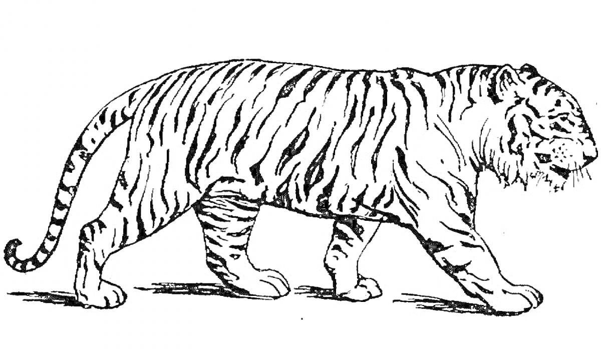 Раскраска Амурский тигр идет по земле