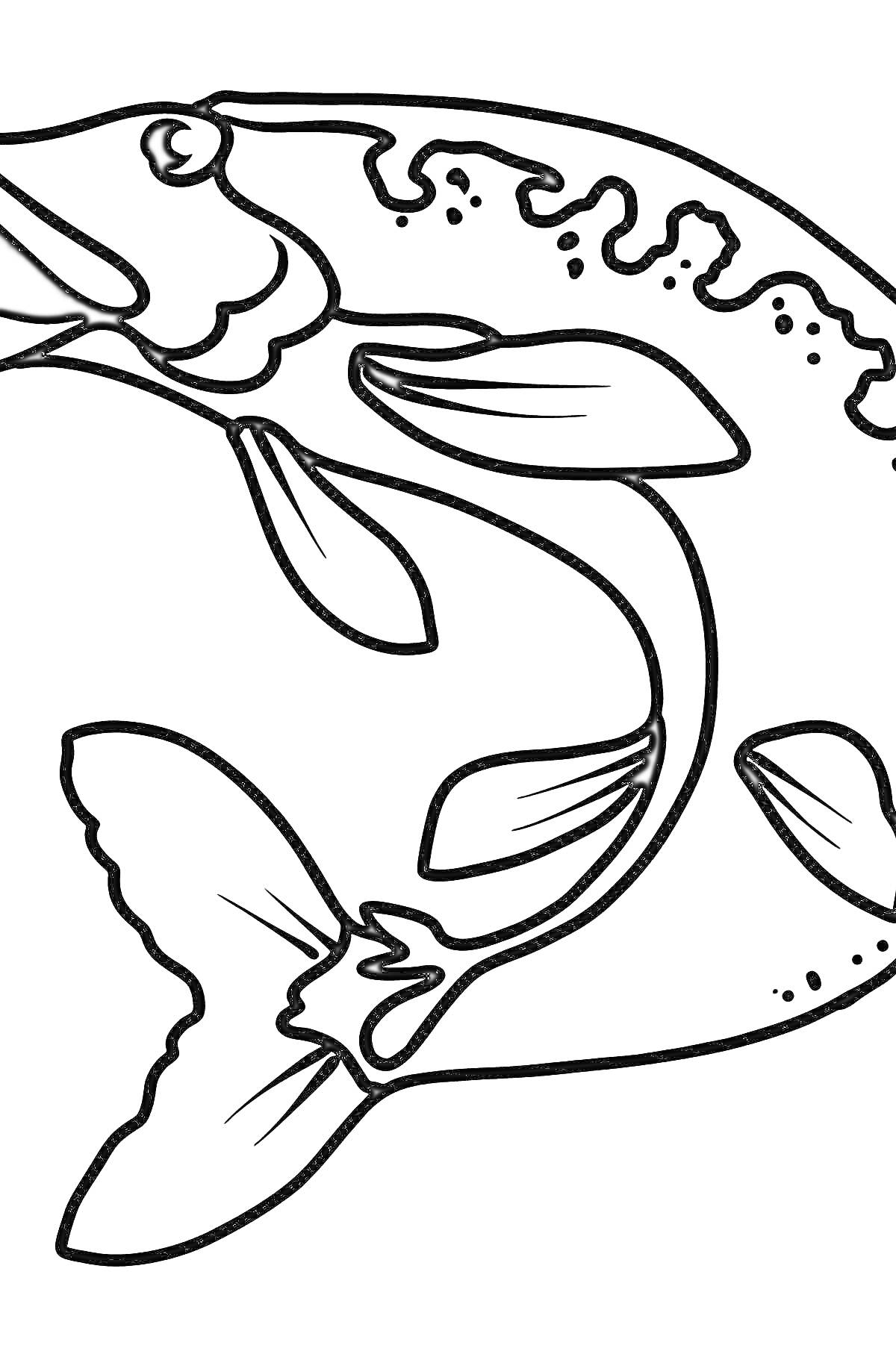 Раскраска Раскраска щука с крупным перечнем плавников и узорами на спине