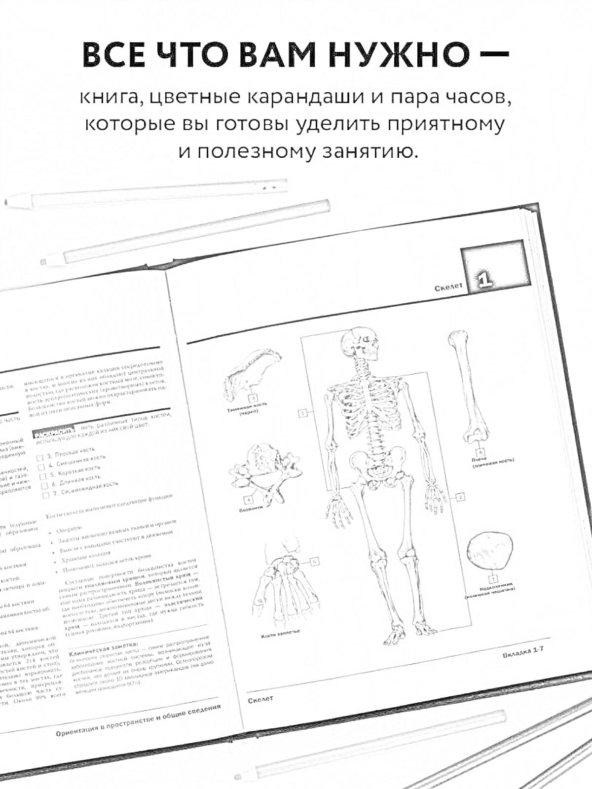 Раскраска анатомический скелет и кости, включая череп, лопатку, таз, бедренную кость