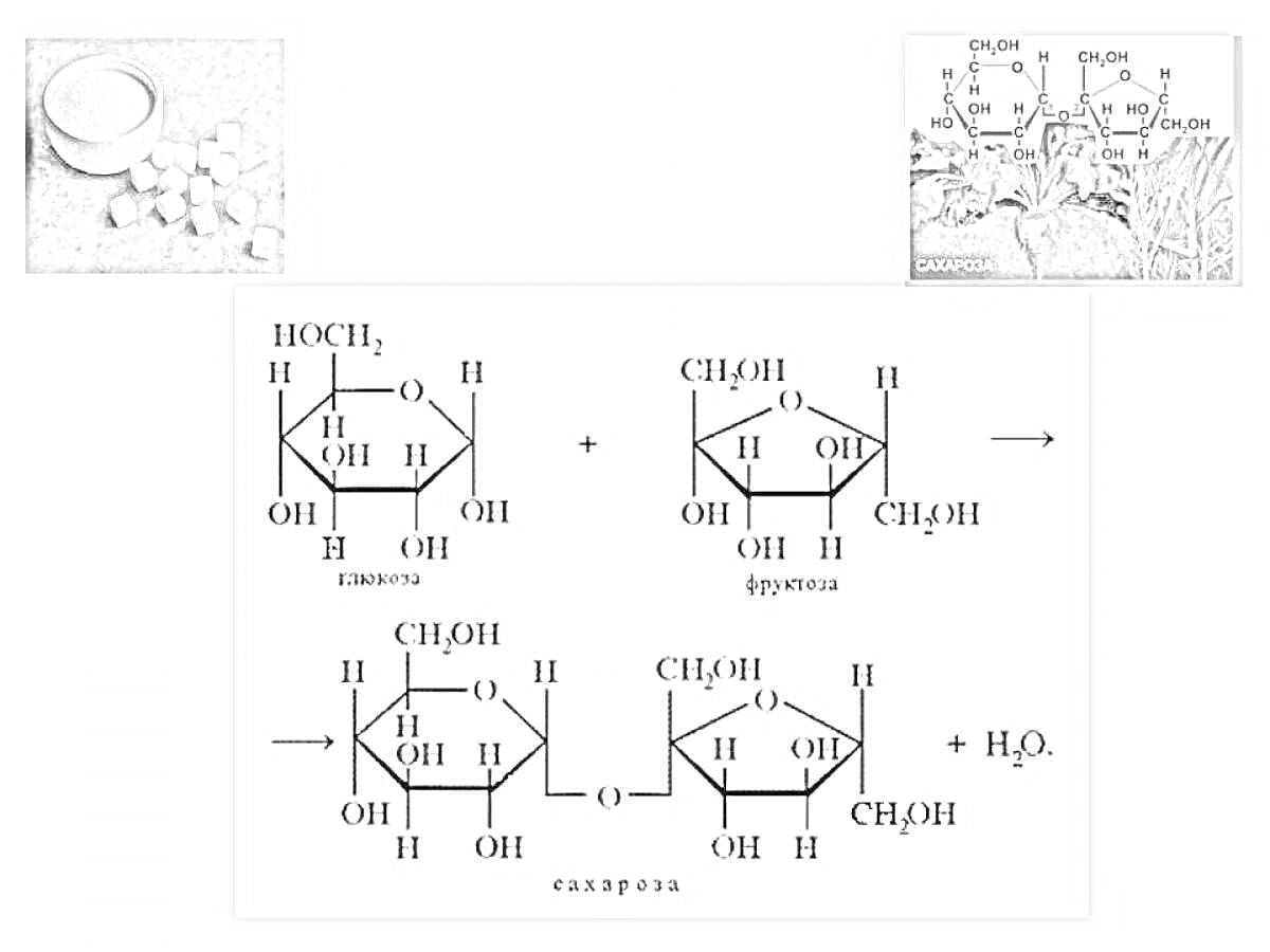 На раскраске изображено: Сахароза, Химическая структура, Кубики сахара