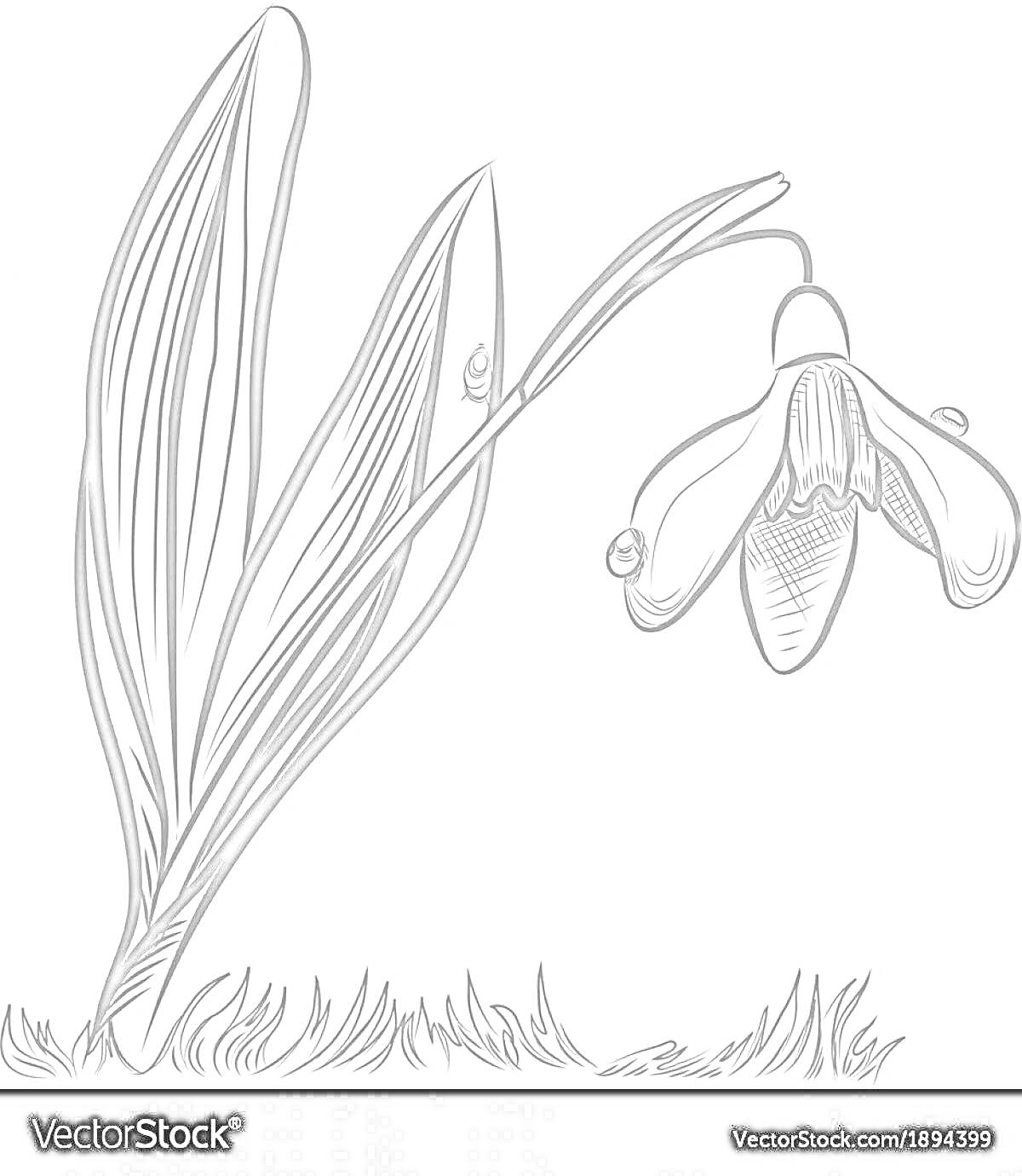 На раскраске изображено: Листья, Трава, Ботаника, Природа, Весна