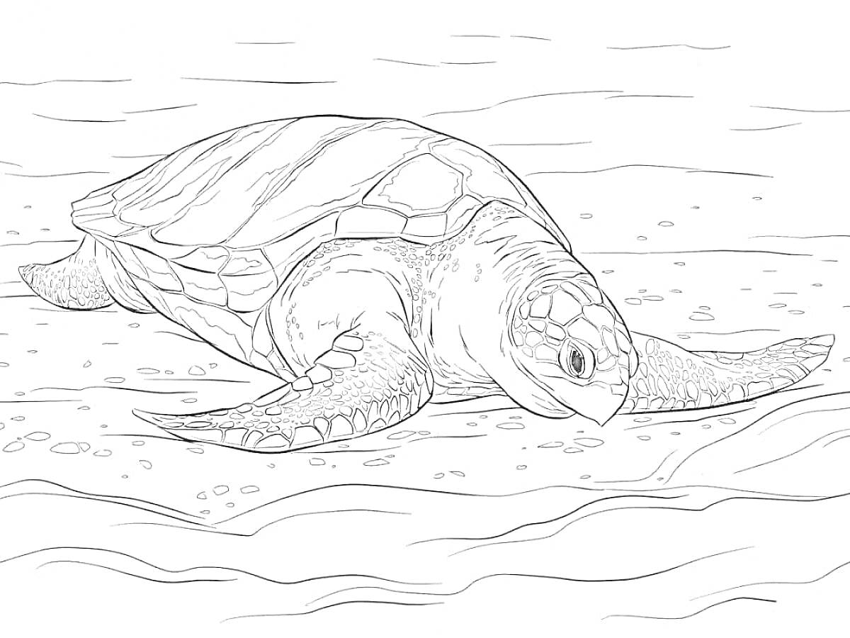 На раскраске изображено: Морская черепаха, Берег, Пляж, Природа, Вода, Морские животные