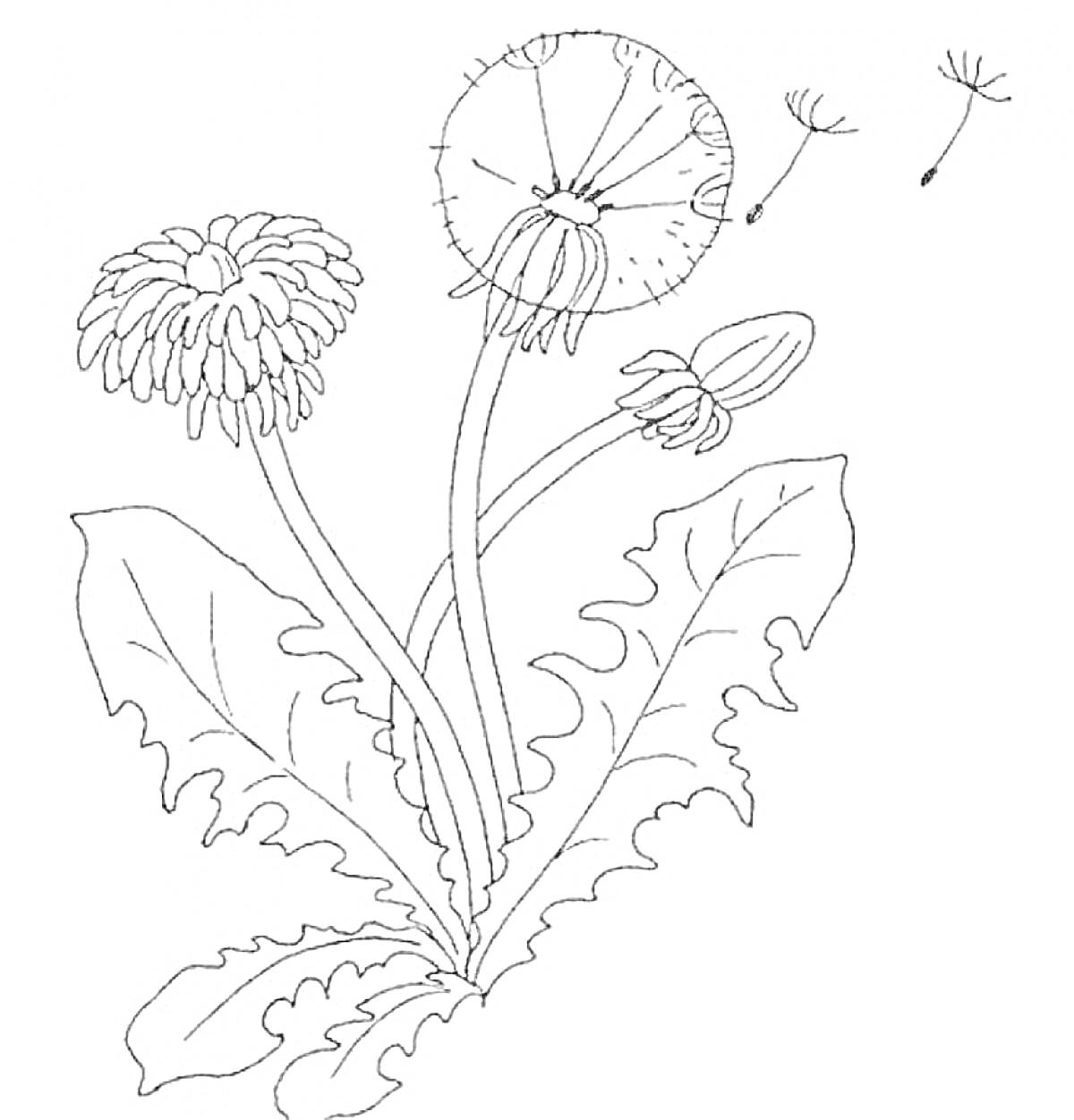 Раскраска одуванчик с распустившимся цветком, семенами, бутонами и листьями