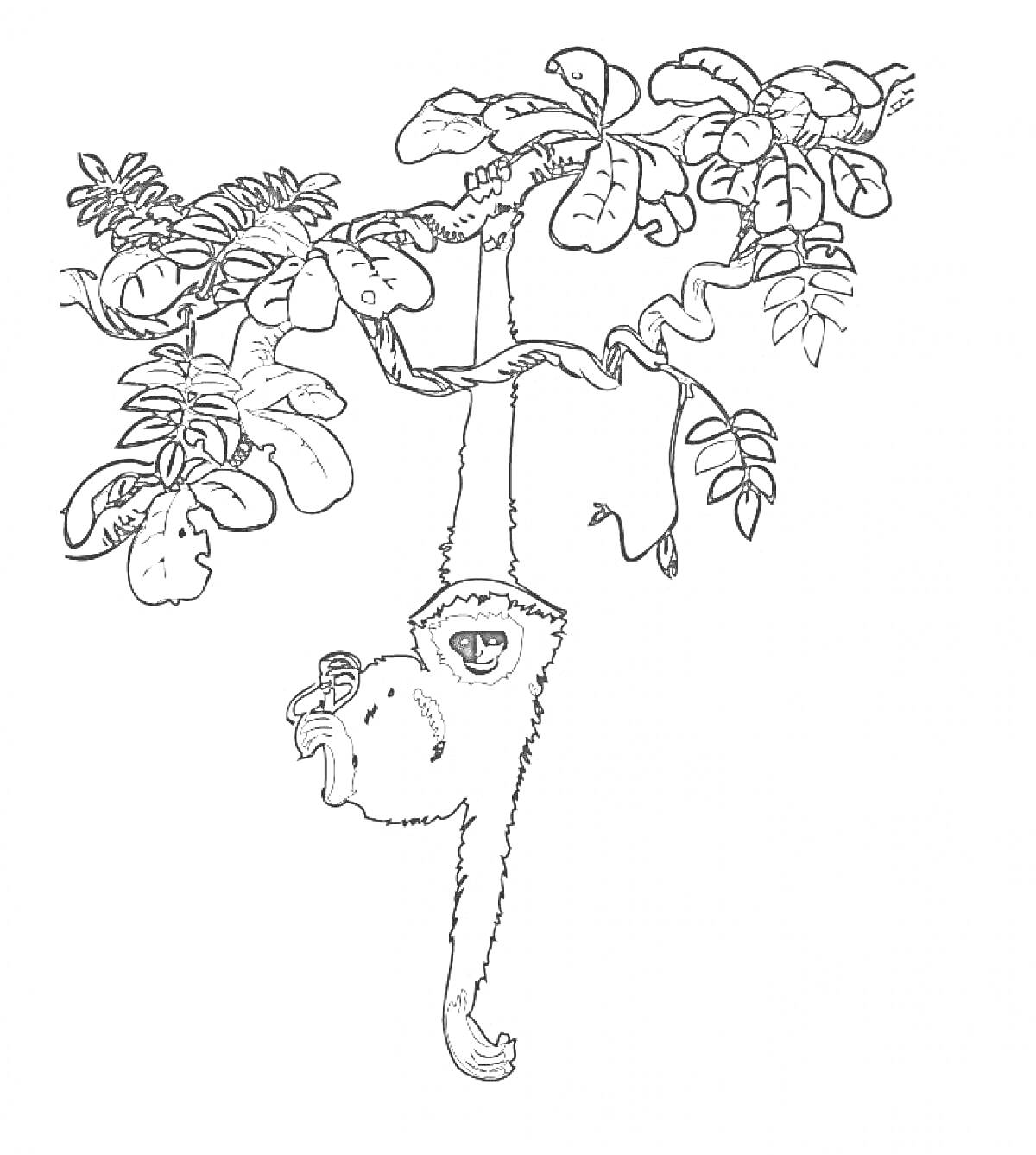Раскраска Обезьяна, висящая на джунглевой лиане с густыми листьями