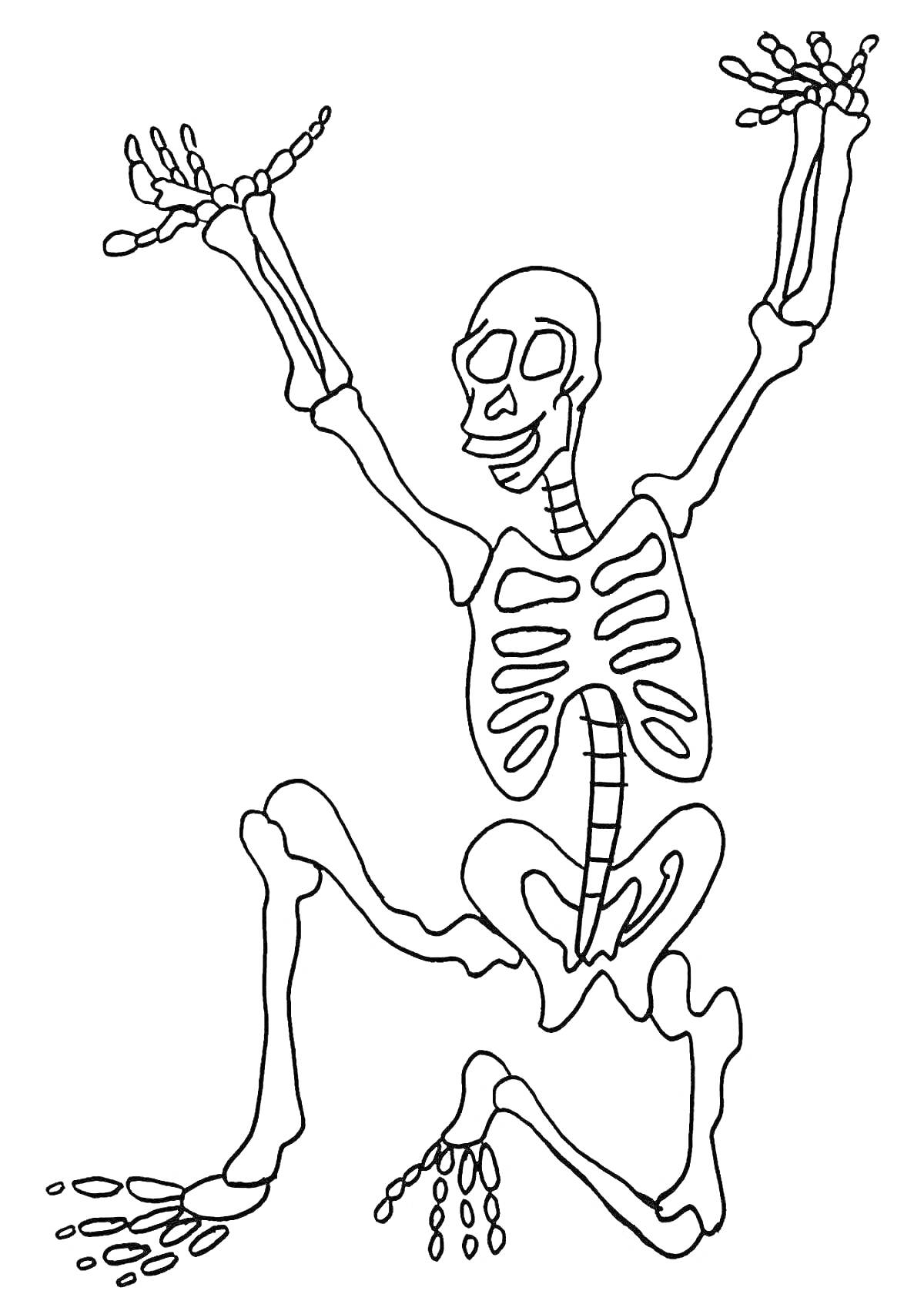 На раскраске изображено: Скелет, Кости, Руки, Ноги, Анатомия, Череп, Позвоночник, Таз