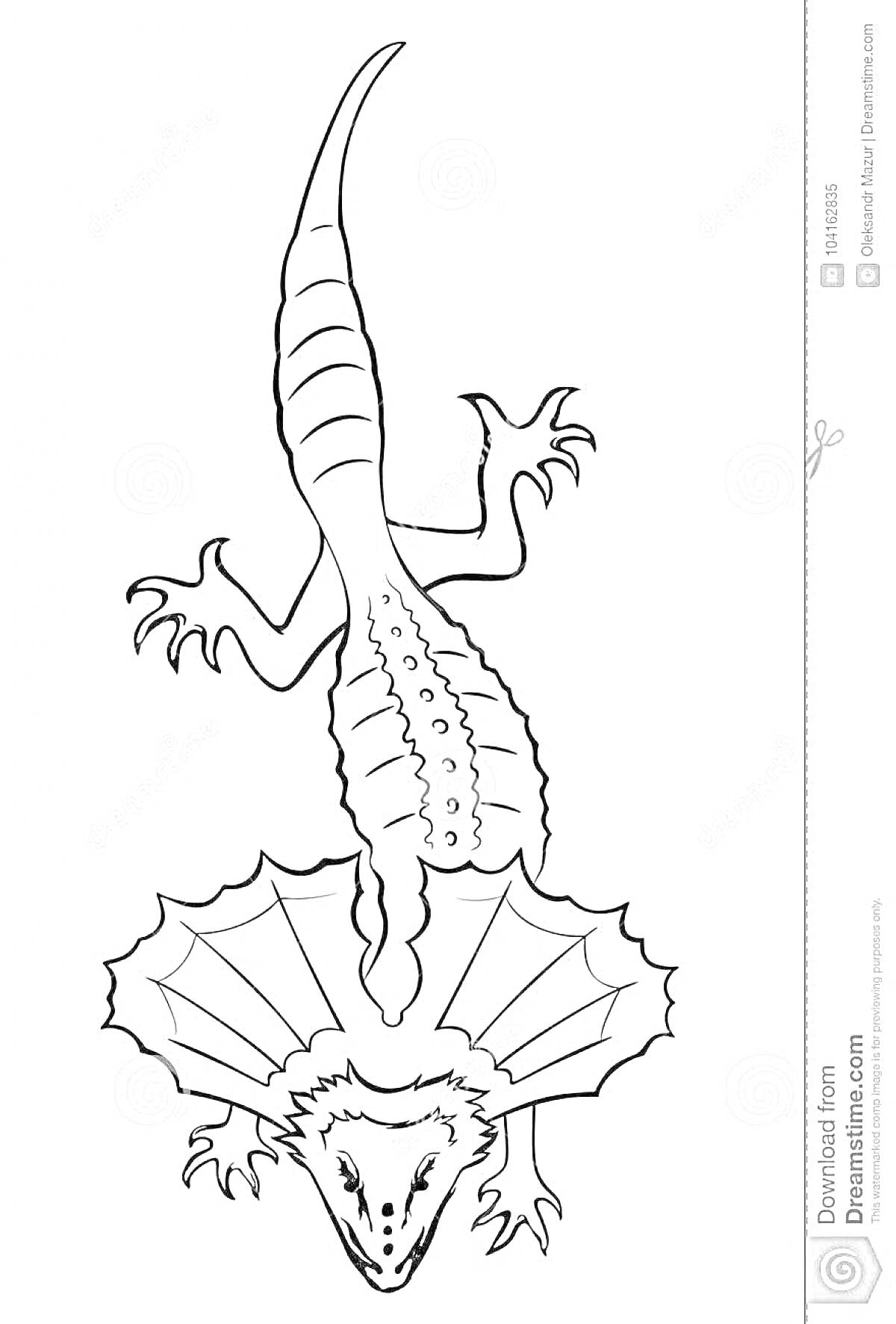 Раскраска Раскраска с плащеносной ящерицей с поднятым воротником, вид сверху
