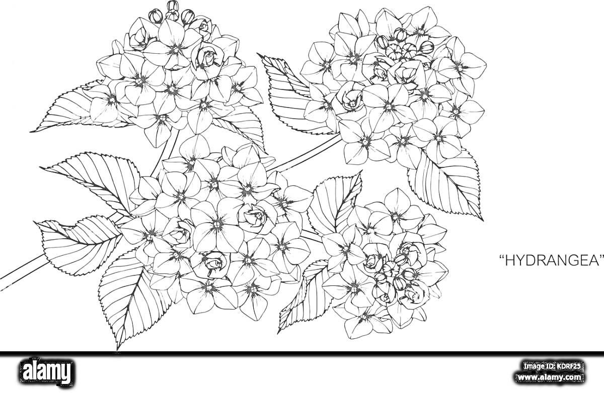 На раскраске изображено: Гортензия, Цветы, Природа, Ботаника, Детское творчество, Флора, Листва