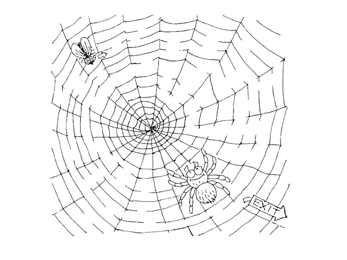 Раскраска Паутина с пауком, мухой и стрелкой выхода