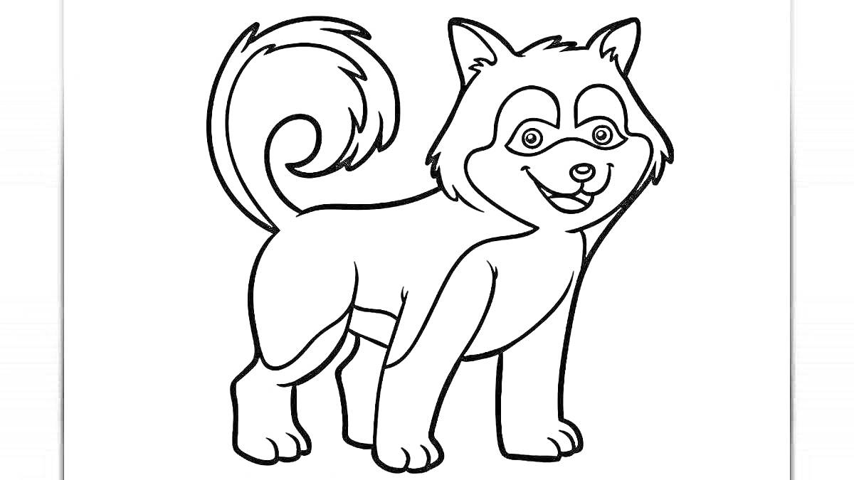 Раскраска Хаски собака с поднятым хвостом, стоящая, улыбающаяся