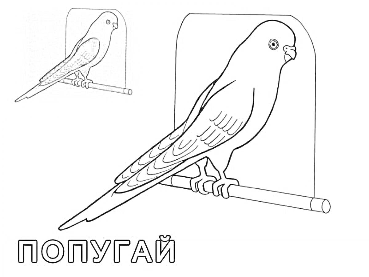 Раскраска Волнистый попугай, сидящий на жердочке, с тенью в углу и надписью 