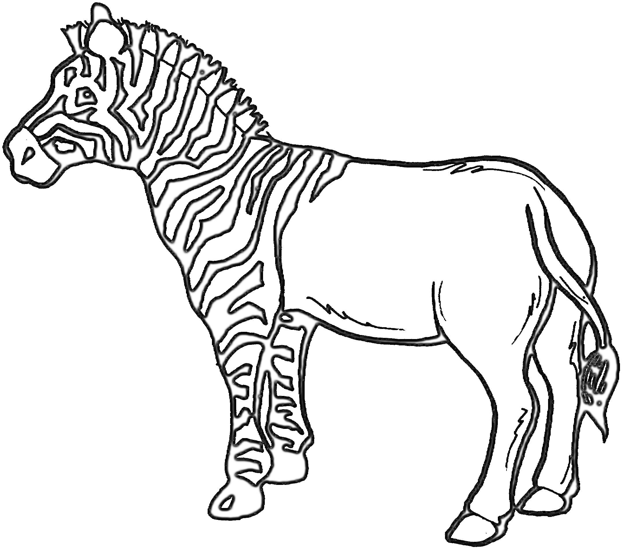 Раскраска Зебра с полосками, стоящая боком, с поднятым хвостом