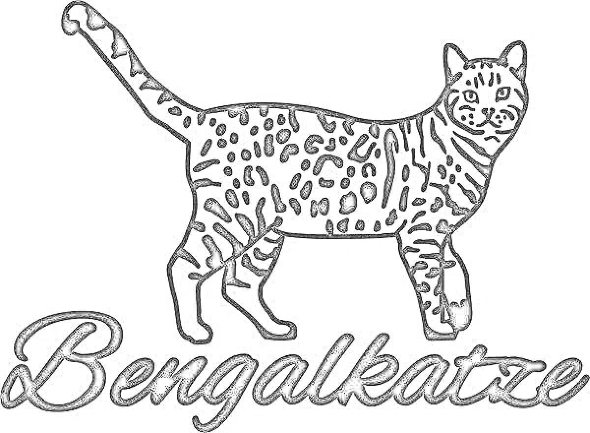 Бенгальская кошка с пятнами и надписью 'Bengalkatze'