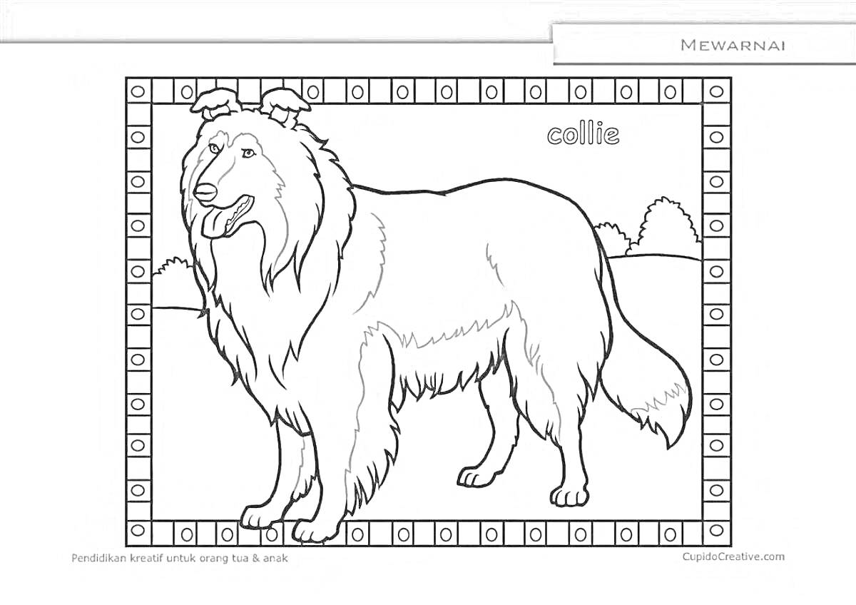 Раскраска Колли на фоне поля в декоративной рамке