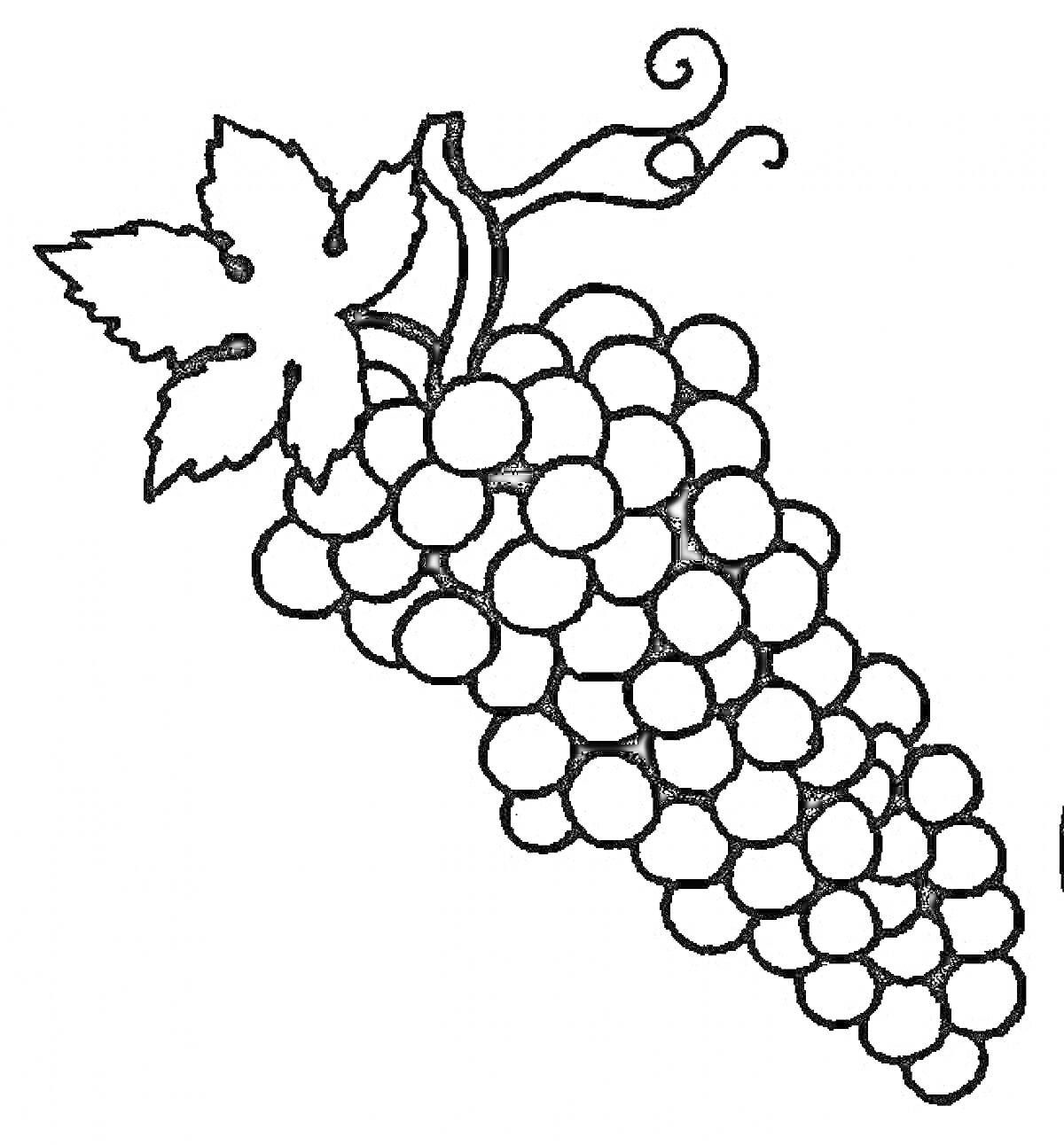 Гроздь винограда с листьями и усиками