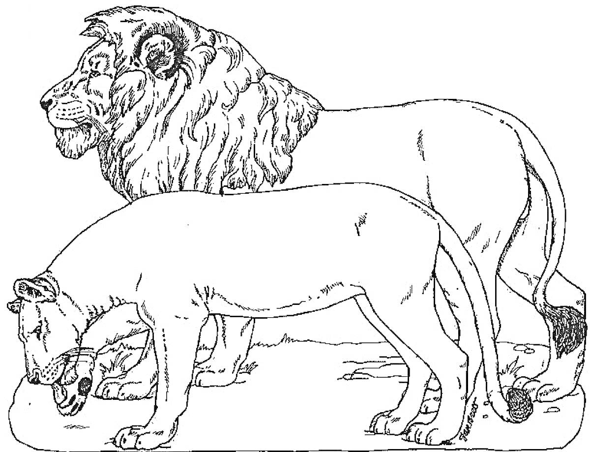 На раскраске изображено: Лев, Дикие животные, Саванна, Хищники, Животные, Львы