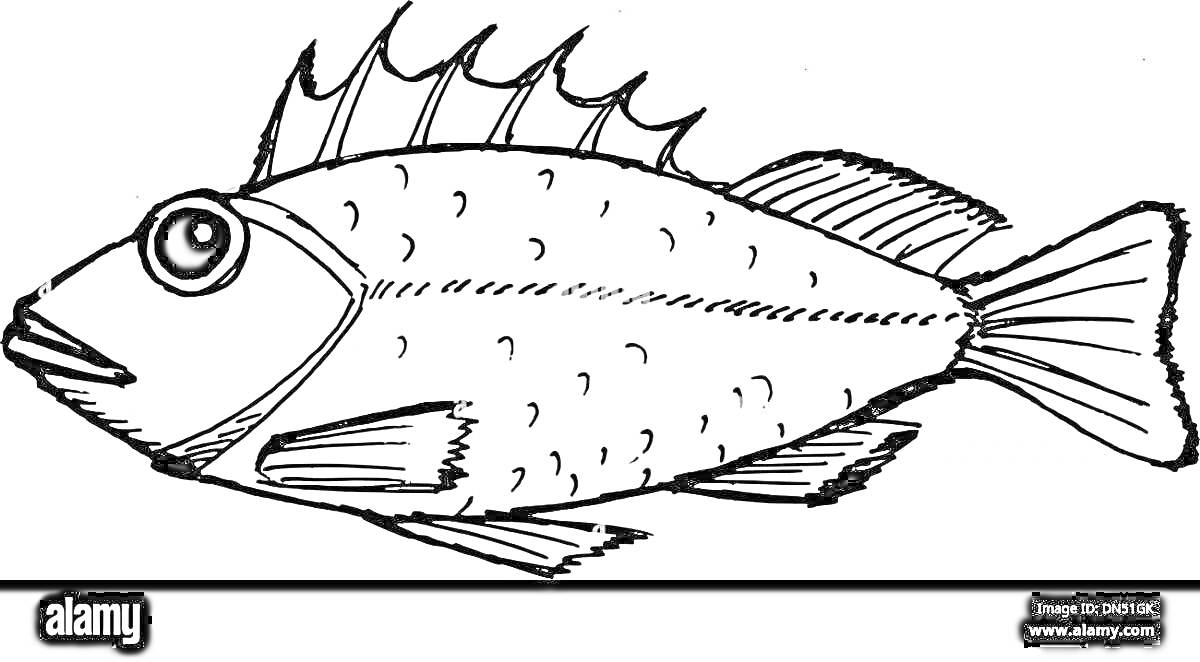 Раскраска Раскраска рыбы ерш с плавниками и колючками