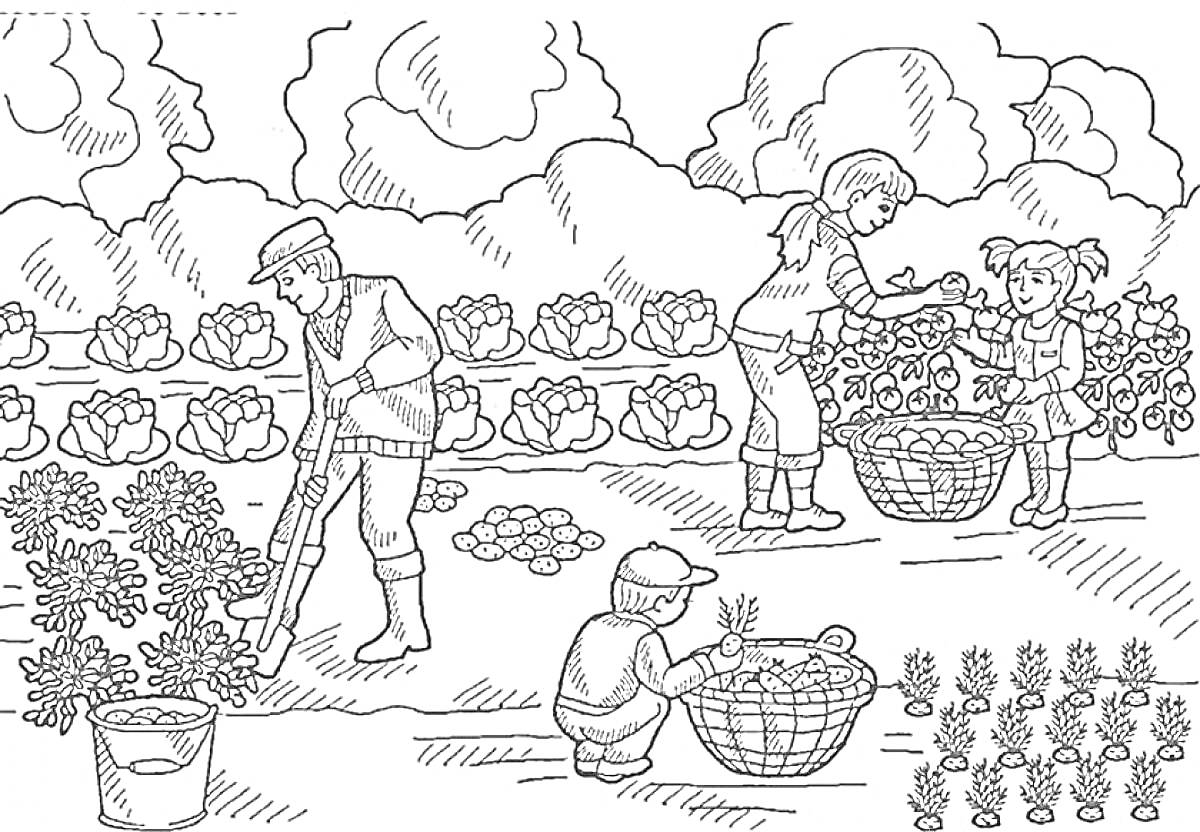 РаскраскаРабота на огороде с посадками капусты и моркови, сбор урожая с помощью взрослых и детей