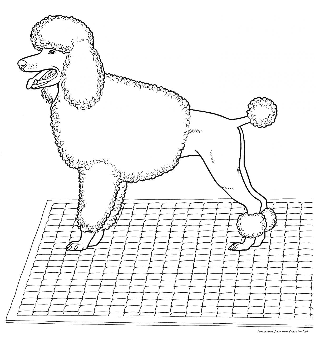 На раскраске изображено: Пудель, Собака, Для детей, Животные