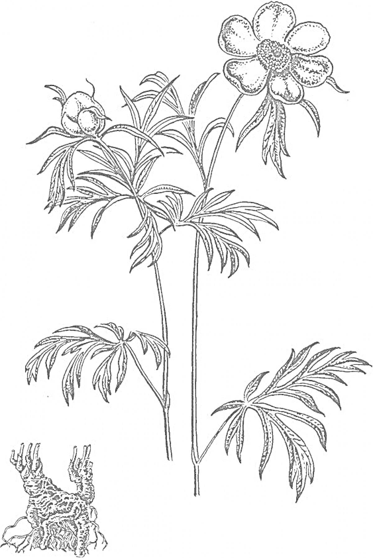 Раскраска Раскраска - цветок пион тонколистный с корнем