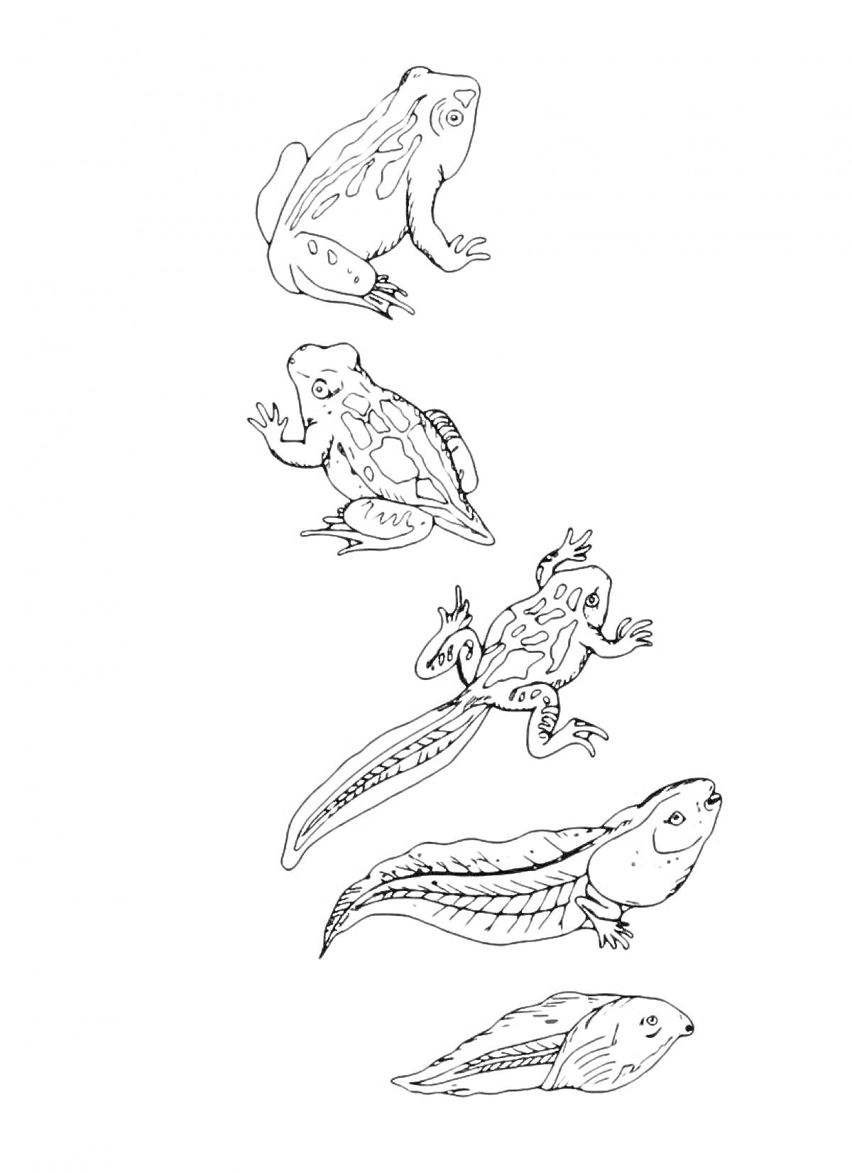 Раскраска Эволюция лягушки: головастик, головастик с хвостом, головастик с конечностями, лягушка с хвостом, взрослая лягушка