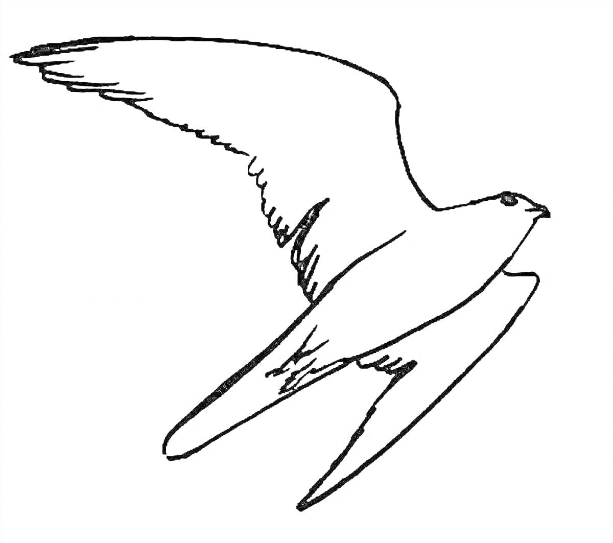 На раскраске изображено: Сокол, Птица, Полет, Крылья, Контурные рисунки, Хищники