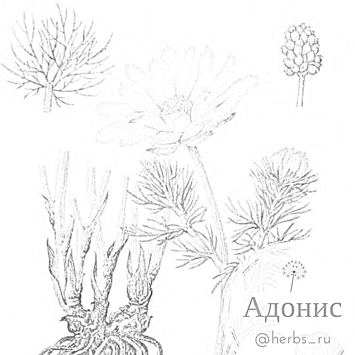 Адонис весенний с цветком, корневищем, листом и почкой