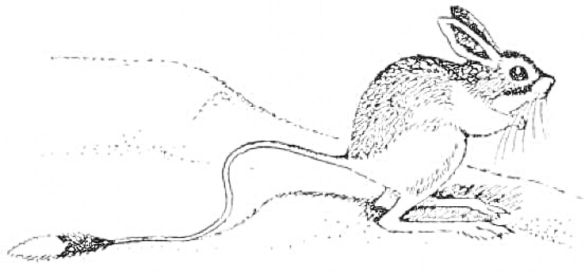 На раскраске изображено: Тушканчик, Длинные уши, Длинный хвост, Пустыня, Природа, Уши