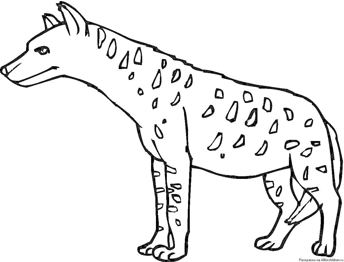 Раскраска Раскраска с изображением полосатой гиены, стоящей на четырех лапах, с пятнами на теле.