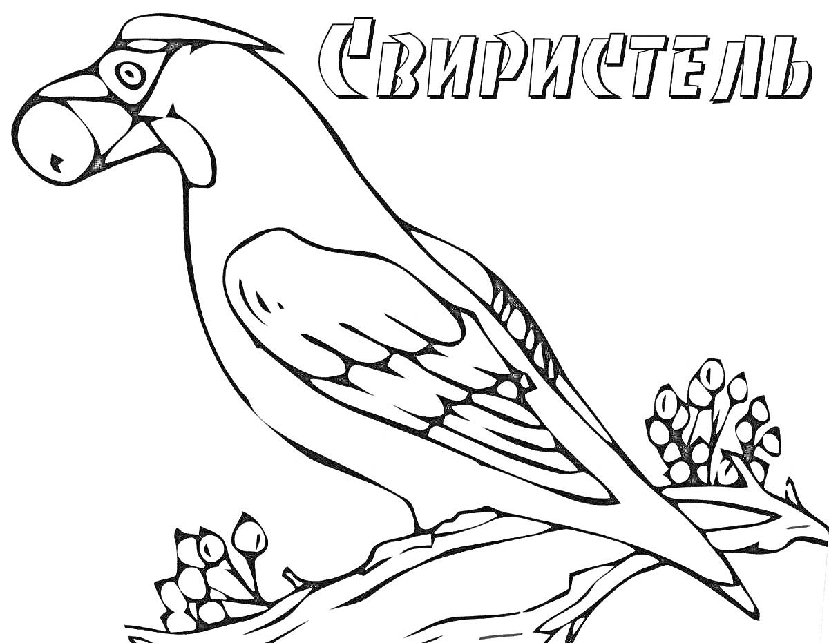 На раскраске изображено: Зимующие птицы, Свиристель, Ягоды