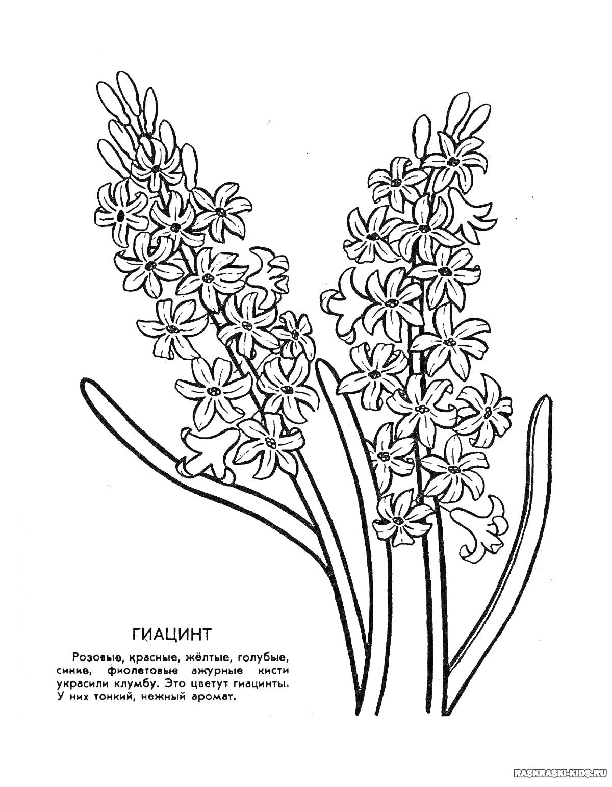 Раскраска Гиацинт с цветами и листьями